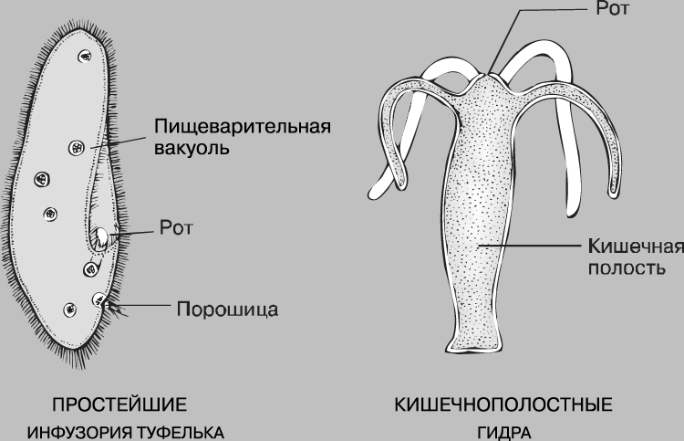 Почему не работает кракен сегодня